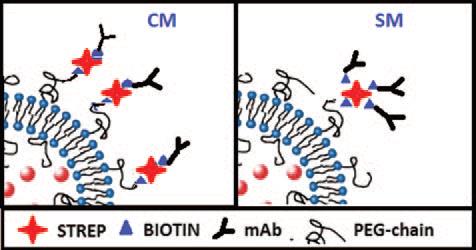 Graphical abstract of the publication entitled 'A simplified method to attach antibodies on liposomes by biotin-streptavidin affinity for rapid and economical screening of targeted liposomes'