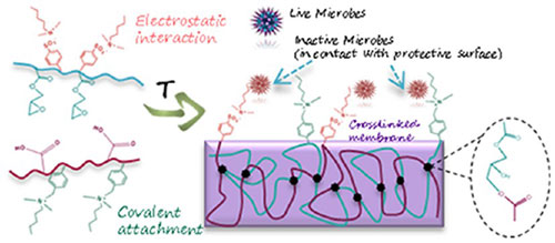 Graphical abstract of the publication entitled Polymeric Quaternary Ammonium-Containing Coatings with Potential Dual Contact-Based and Release-Based Antimicrobial Activity
