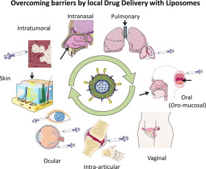 Graphical abstract of the publication entitled Overcoming barriers by local drug delivery with liposomes