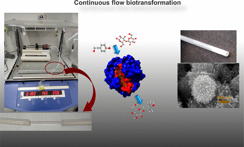 Graphical abstract of the publication entitled Development of a ZnO Nanowire Continuous Flow Microreactor with beta-Glucosidase Activity: Characterization and Application for the Glycosylation of Natural Products