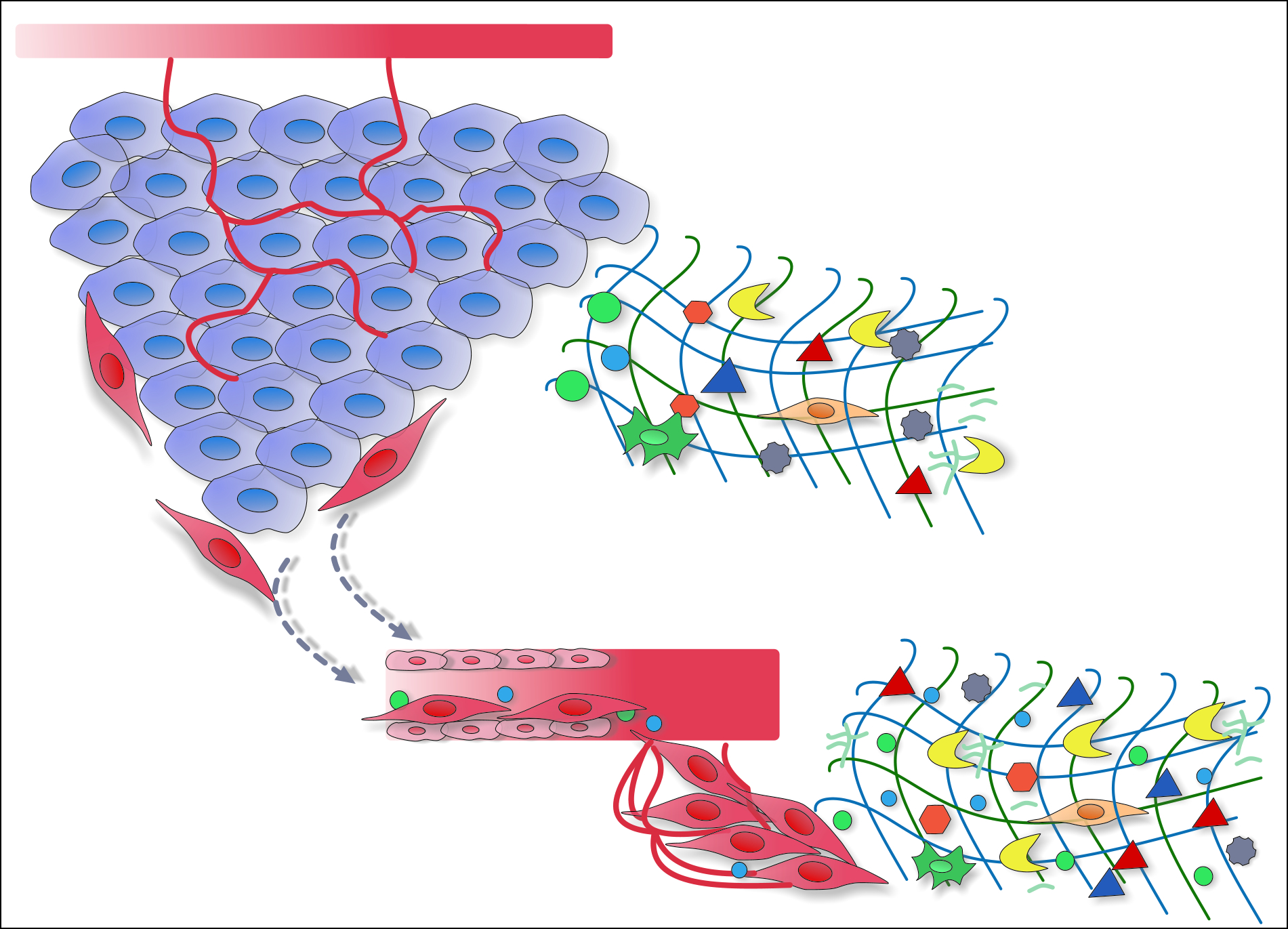 Graphical abstract of the publication entitled Extracellular matrix-based cancer targeting