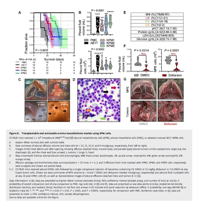 Graphical abstract of the publication entitled KRAS signaling in malignant pleural mesothelioma