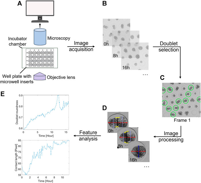 Graphical abstract of the publication entitled A platform for automated and label-free monitoring of morphological features and kinetics of spheroid fusion