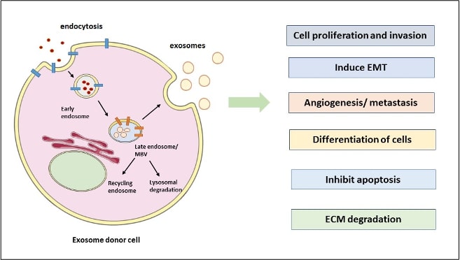 Graphical abstract of the publication entitled The Role of Exosomes in Epithelial–to-Mesenchymal Transition and Cell Functional Properties in Head and Neck Cancer
