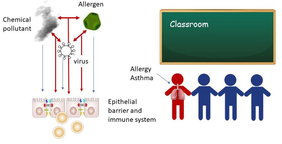 Graphical abstract of the publication entitled 'Addressing adverse synergies between chemical and biological pollutants at schools—The ‘SynAir-G’ hypothesis'