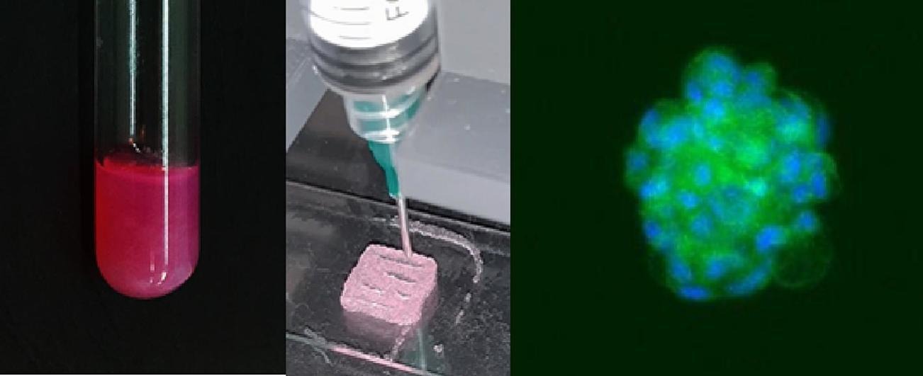 Graphical abstract of the publication entitled 'Dually crosslinked injectable alginate-based graft copolymer thermoresponsive hydrogels as 3D printing bioinks for cell spheroid growth and releas'