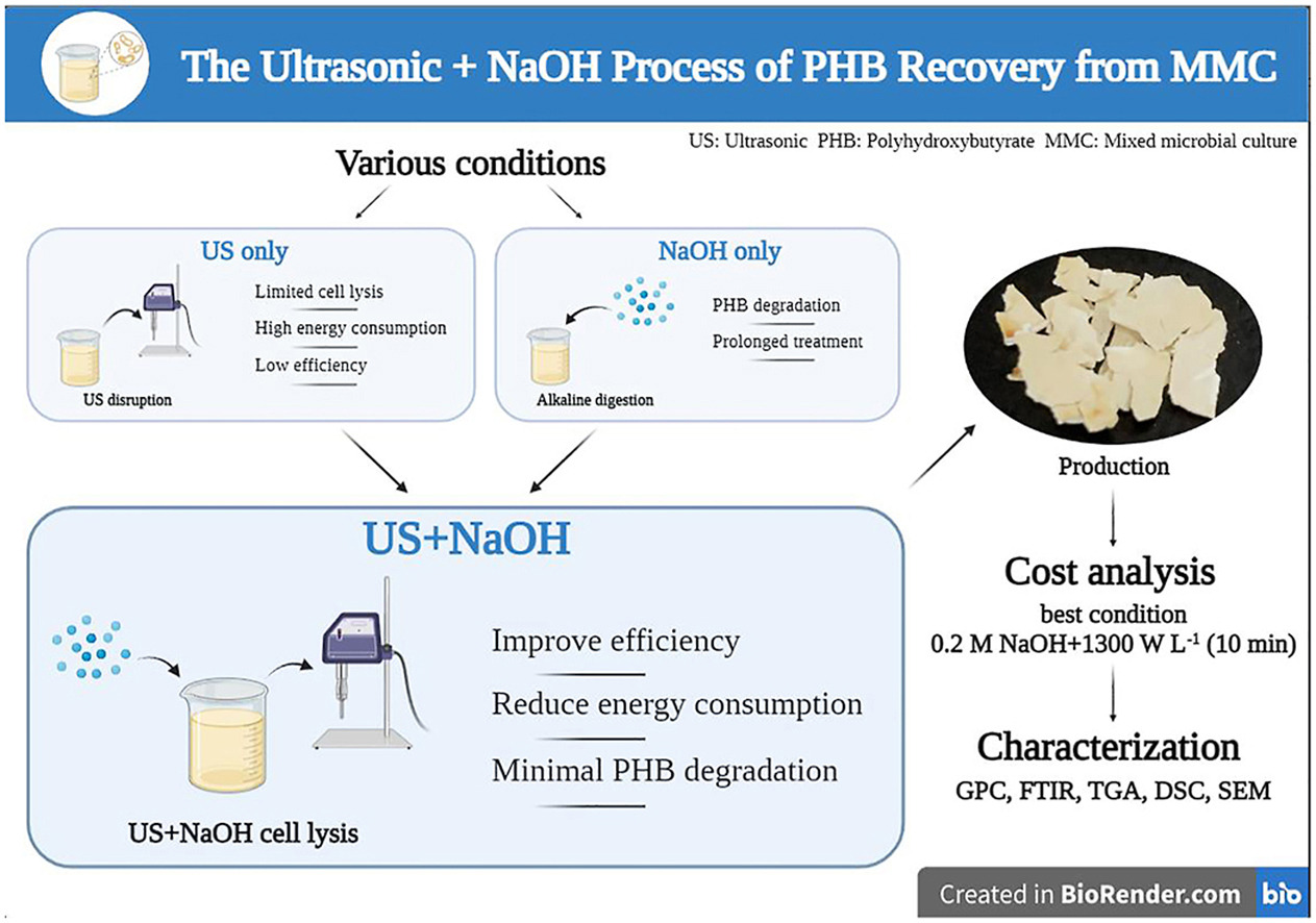 Graphical abstract of the publication entitled 'Recovery of polyhydroxyalkanoates (PHAs) polymers from a mixed microbial culture through combined ultrasonic disruption and alkaline digestion'