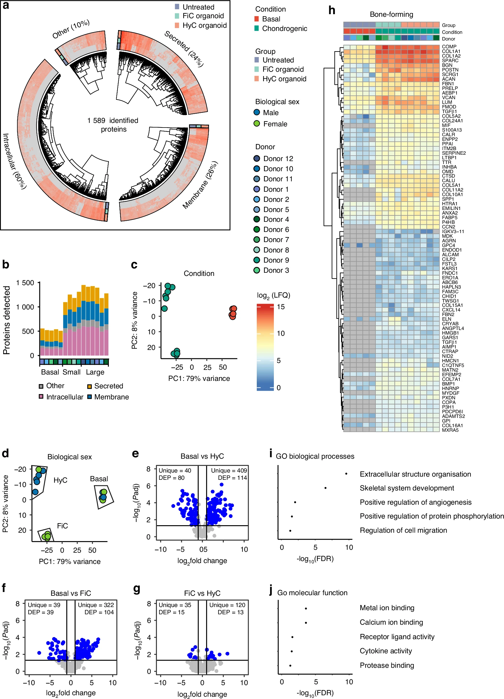 Graphical abstract of the publication entitled Callus organoids reveal distinct cartilage to bone transition mechanisms across donors and a role for biological sex