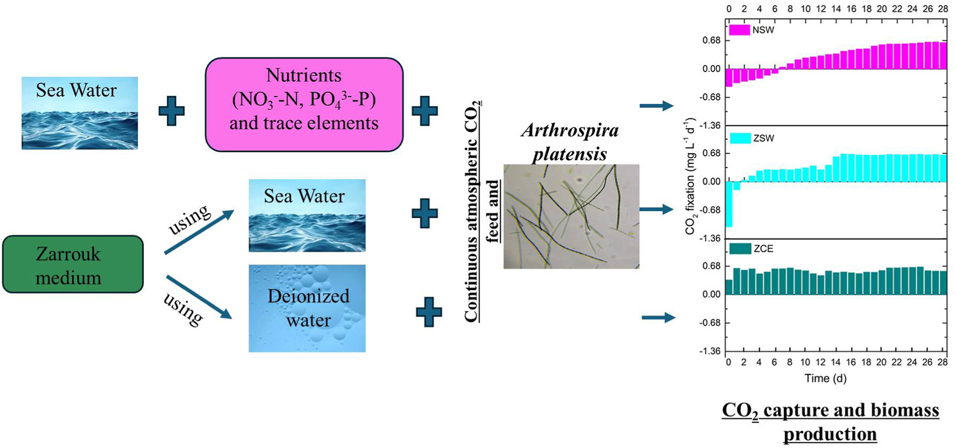 Graphical abstract of the publication entitled 'Arthrospira platensis cultivation in seawater culture media for CO2 capture and production of valuable compounds'