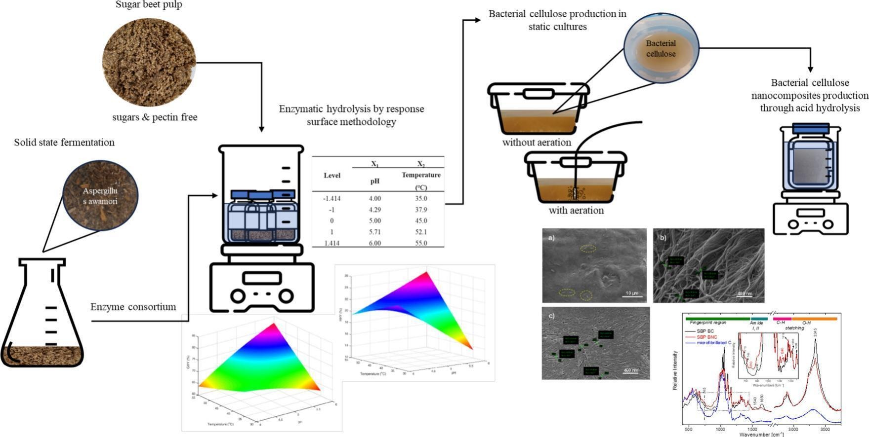 Graphical abstract of the publication entitled 'Development and characterization of bacterial cellulose nanocomposites from de-pectinated sugar beet pulp hydrolysates within a biorefinery'