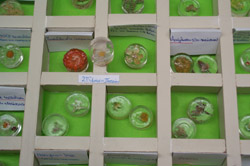 2ο Βραβείο κατ. Γυμνάσιο Παγιδεύοντας τη φύση ανακαλύπτουμε τη γνώση 2ο Γυμνάσιο Πατρών